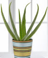 Better Homes and Gardens Soothing Summer Aloe Plant - FedEx