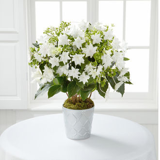 FTD Silent Snowfall Shooting Star Hydrangea Plant - FedEx