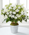 
Shower them with the grace and majestic beauty of the holiday season with this amazing blooming plant...
			