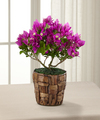 
A highly popular ornamental plant from Better Homes and Gardens...
			