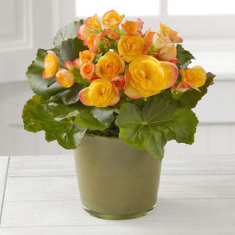 Fresh Start Spring Begonia by Better Homes and Gardens - FedEx