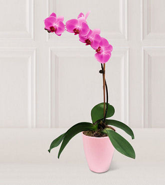 Pink Orchid - FedEx
