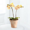 
The Golden Discovery Orchid sits in a class by itself, with its long-lasting golden blooms displaying a deep pink throat abundant with its double stemmed beauty...
			