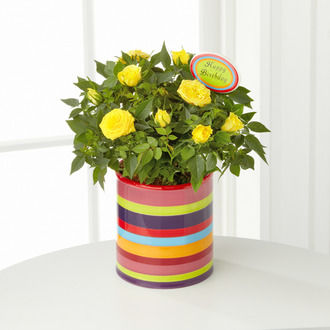 Birthday Blooms Mini Rose - FedEx