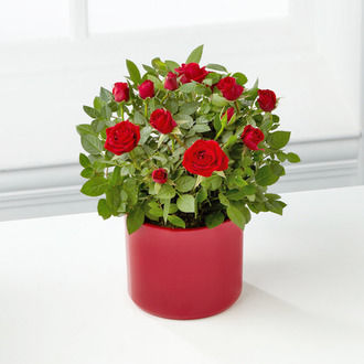 Lasting Love Valentine Mini Rose - FedEx