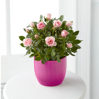 Sweetheart Pink Valentine Mini Rose - FedEx