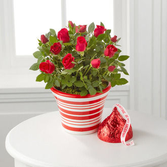 Sweet Kisses Valentine Mini Rose and Hershey Big Kiss - FedEx