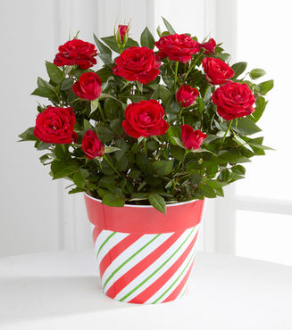 Jolly Holiday Mini Rose - FedEx
