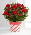 
A plant that speaks of the joy and heartfelt cheer of this festive time of year! A bright red miniature rose plant arrives seated in a candy cane striped container to offer your special recipient a la...
			