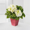 
The perfect way to add the shimmer and shine of this most romantic holiday! A beautiful, snowy white hydrangea plant bestows clouds of tiny blooms upon your sweetheart in a red glittered ceramic conta...
			