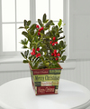 
A festive expression of seasonal charm and joy! A gorgeous holly plant arrives displaying its shiny dark green leaves and bright red berries, seated in a candy cane striped red and white ceramic conta...
			
