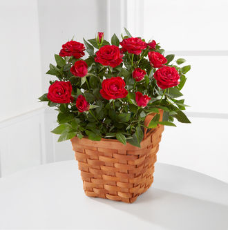 Crimson Crush Mini Rose - FedEx