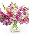 Order Mokara Garden Orchids - FedEx