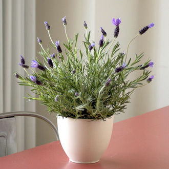 Lovely Lavender in Vanilla Glazed Ceramic Pot - FedEx