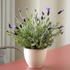 
A superbly scented perennial favorite...
			