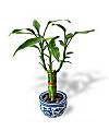 LUCKY BAMBOO - WebGift