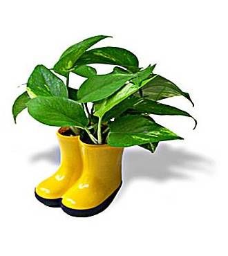 POTHOS N' BOOTS - WebGift