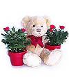 MINI ROSES AND BEAR - WebGift