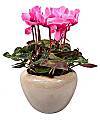 CYCLAMEN IN CACHEPOT - WebGift