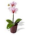 POTTED MINI ORCHID - WebGift