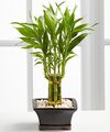 Image of Standard version for Lucky Bamboo - FedEx