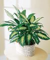 Image of Deluxe version for FTD Spathiphyllum and Dieffenbachia