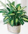 Image of Standard version for FTD Spathiphyllum and Dieffenbachia