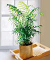 Go to Plants page