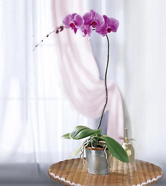FTD Lavender Phalaenopsis Orchid