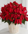 Image of Premium version for Red Poinsettia Basket