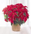 Image of Deluxe version for Red Poinsettia Basket - Large