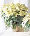 Image of Deluxe version for White Poinsettia Basket - Large