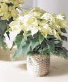 Image of Premium version for White Poinsettia Basket