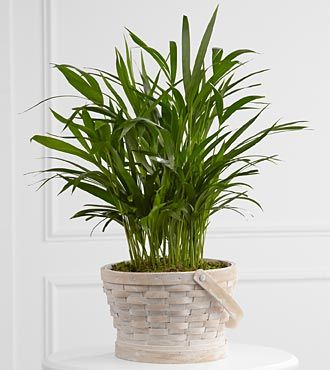 FTD Deeply Adored Palm Planter
