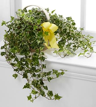 FTD Solace Ivy Planter
