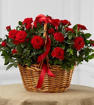 ftd rose mini plants flowers flowersfast