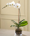Image of Standard version for FTD White Orchid Planter