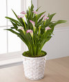 Image of Standard version for FTD Calla Lily Planter