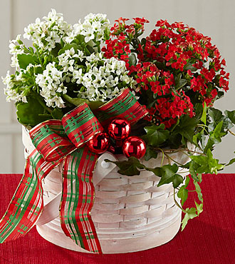 FTD Celebrate the Season Dishgarden