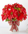 Image of Standard version for Happiest Holidays Poinsettia