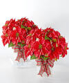 Image of Standard version for Happiest Holidays Poinsettia Bundle