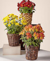 Image of Standard version for Bright Harvest Mum