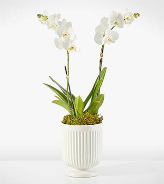 Whispering White Orchid - CCU