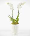 Image of Deluxe version for Whispering White Orchid