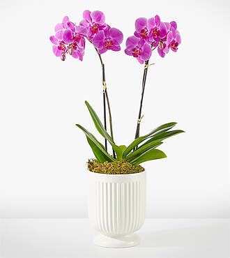 Friendly Fuchsia Orchid - CCV