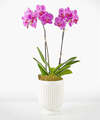 Image of Deluxe version for Friendly Fuchsia Orchid