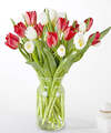Image of Standard version for Candy Cane Tulips - 30 Tulips with Vase - FedEx