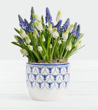 Blue And White Magic Muscari Bulb Garden - FedEx