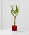 
A unique way to send your love on Valentine's Day! Known for its hardy, long-lasting green stems, this bamboo treat will be a constant symbol of your enduring love...
			