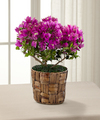 Go to Spring Flowers page